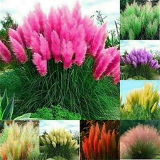 100+ Pcs Pampas Mix Color