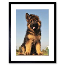 Puppy German Shepherd Alsatian Photo Framed Art Print Picture & Mount 12x16 Inch