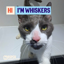 Donate To Help Cats Like