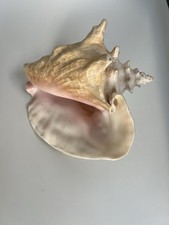 Large Conch Shell Excellent