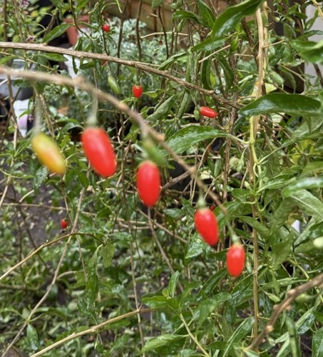 Goji berry plant fully - berry, rooted