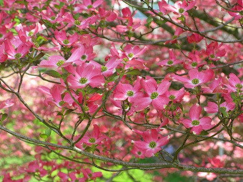 Pink flowering dogwood seeds - pink,