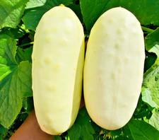 30x Dragon Egg Cucumber Seeds