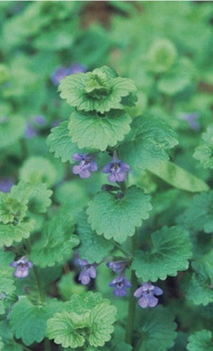 Creeping charlie live vine - charlie,