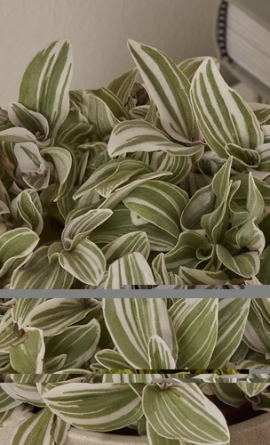 Rooted tradescantia - 3,