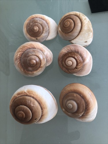 Large 9cm land - large, snail