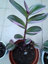 Fantasy Venice Colourful