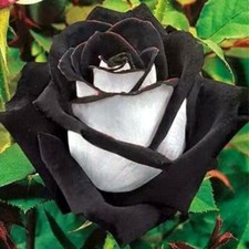 Black & White Rose Seeds Garden perennial Plant Flower  Viable Seeds UK