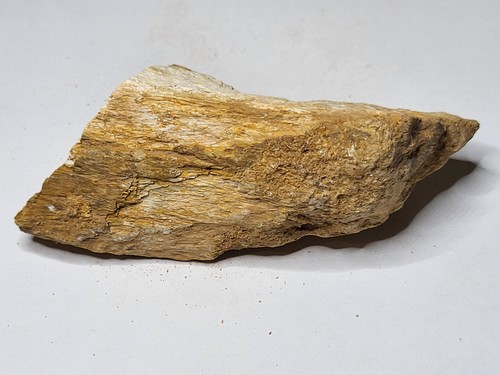 Dinosaur fossil rare kem - dinosaur,