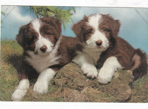 Bernard puppies postcard - st,