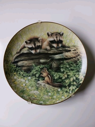Want play racoon - play,