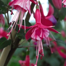 T&M Hardy Fuchsia Plants