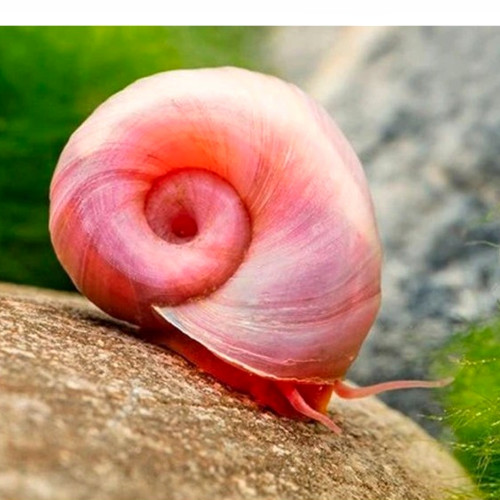 Ramshorn snails clean up - ramshorn,