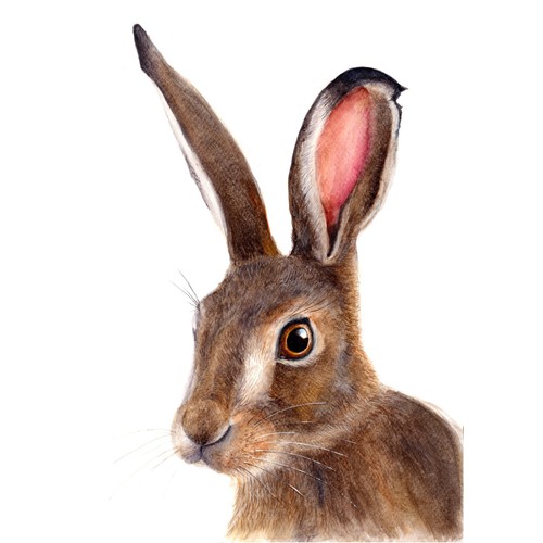 Hare animal watercolour - a5,