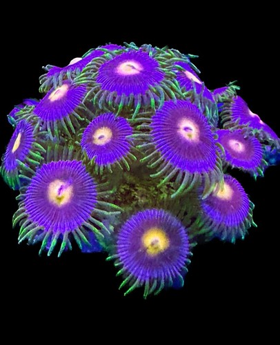 Live coral zoa eye - live,