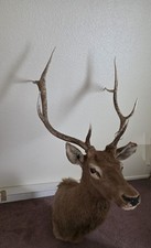 Genuine Leather 8 Point Antler