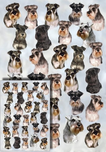 Miniature schnauzer dog gift - miniature,