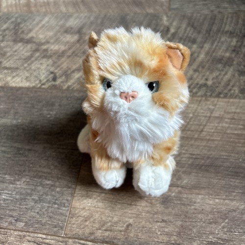 Kitten ginger white kitty - kitten,