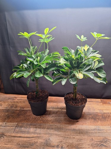 Umbrella plants cm pot - plants,