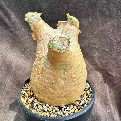 12cmraresucculent plant - 10-12cmraresucculent,