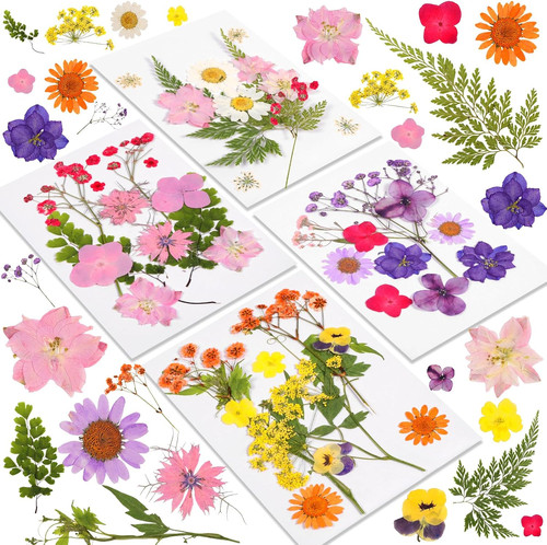 Pcs dried pressed - pressed, flowers