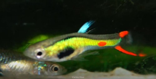 Key lime green endler - lime/lime,