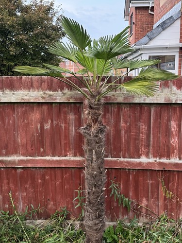 Trachycarpus palm tree - trachycarpus,