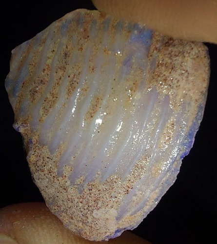 Opalised shell clam fossil - shell,