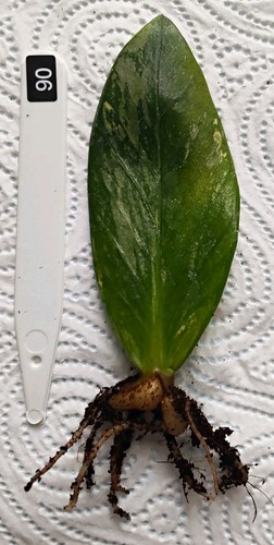 Zamioculcas zamiifolia - ,