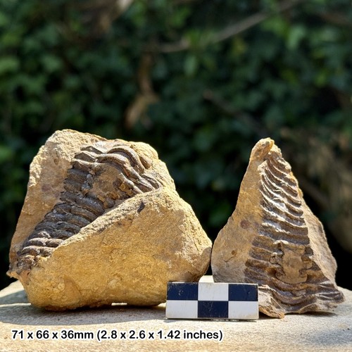 Diacalymene trilobite fossil - diacalymene,