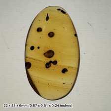 Burmese cretaceous amber with