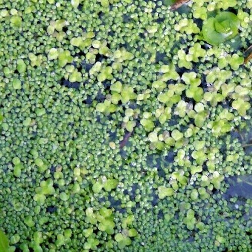 Lemnoideae minor duck weed - duck,