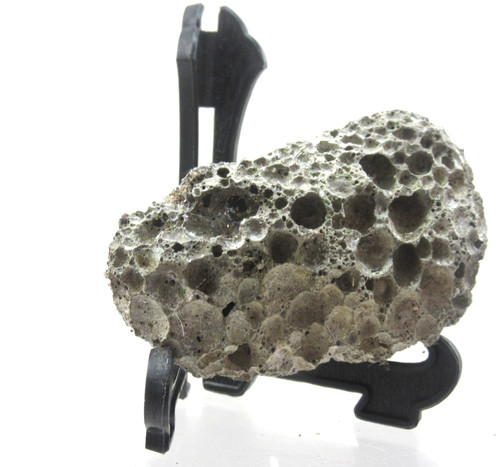 Piece fossilised dead - piece, of