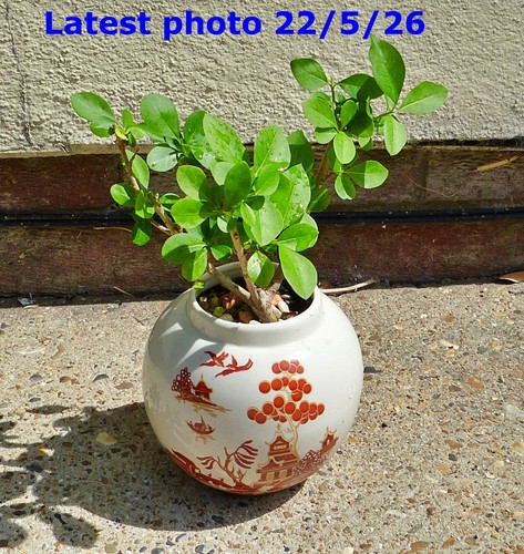 Bonsai ligustrum ovalifolium - bonsai,