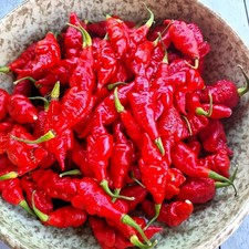 SRTSL Sara Ragoonan Trinidad Scorpion Chilli Seeds – 10 Fresh Superhot Pepper