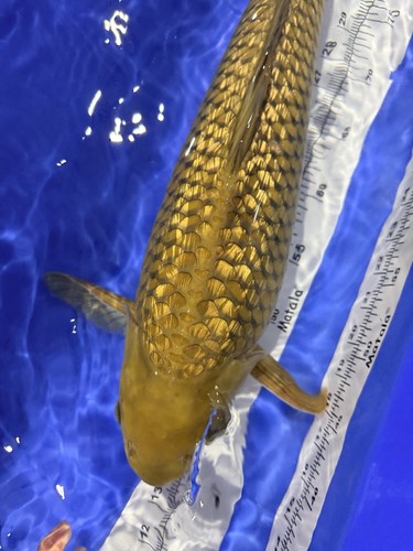 Marudo ginrin chagoi - 21”,