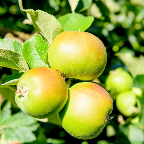 Bramley seedling apple tree - seedling,