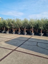 Gnarled Olive Tree 100 Ltr Pot