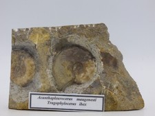 Jurassic Ammonite Fossil