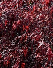 5ft inc. pot 25litre LARGE