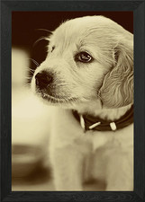 Baby Golden Retriever Framed