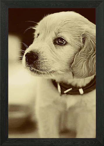 Baby golden retriever framed - baby,