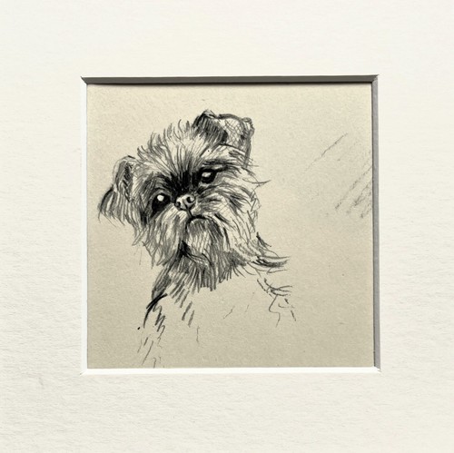 Brussels griffon dog - brussels, sketch