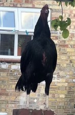 SOLD OUT Fresh Mianwali Aseel