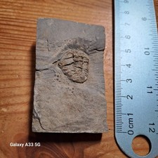 Nice Fossil Trilobite From