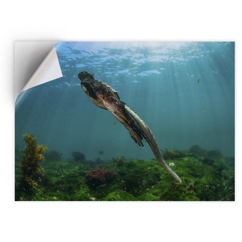 Vinyl sticker galapagos - sticker,