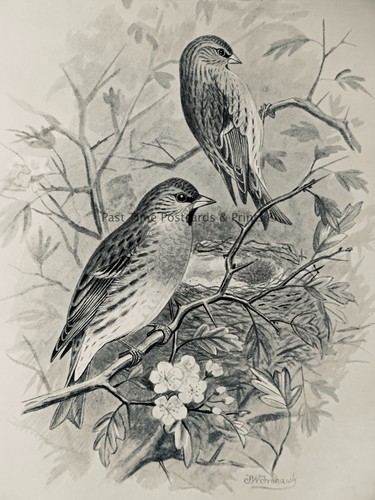 C1896 antique bird print the - antique,