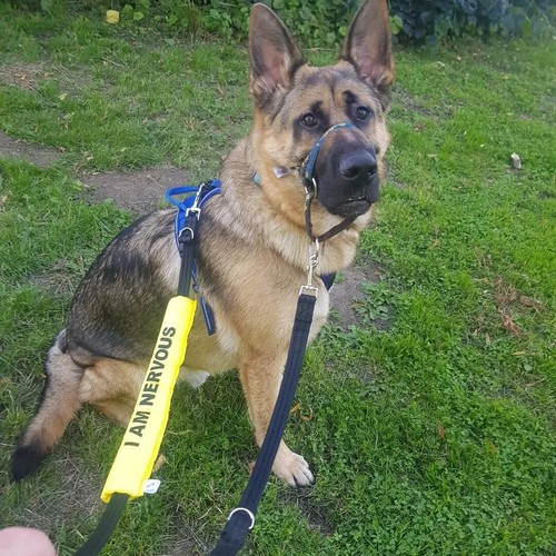 Dog lead sleeve - dog, slip,lead