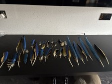 Parrot Feather - Blue and Gold