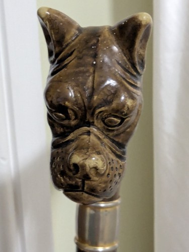 Boxer dog head handle walking - head,